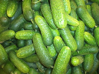 short-fruited cucumbers of the new crop