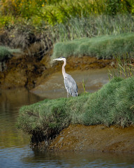 Great blue heron seen in the wild in North California