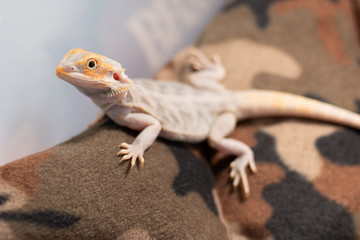 Tiny brown gecko climbing up.