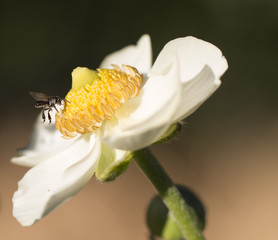 Ranaculas with natives Bees