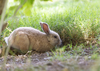Soft Brown Rabbit
