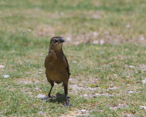 Brown Grackle