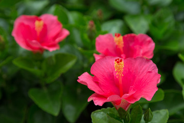 Hibiscus Flower DOF select focus