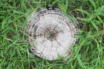 Et&agrave; di un albero