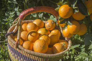 Oranges