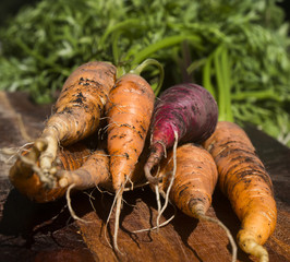 Multi coloured carrots