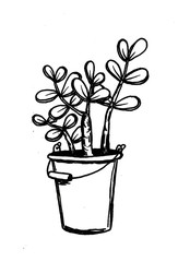  Green flower autumn cactus in a pot isolated on color and white