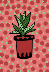  Green flower autumn cactus in a pot isolated on color and white