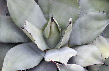 succulent close-up, texture, background