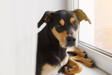 Inbred dog sits and looks out the window.