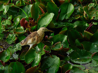 bird in the lotus field