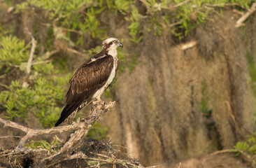 Osprey perched on tree branch