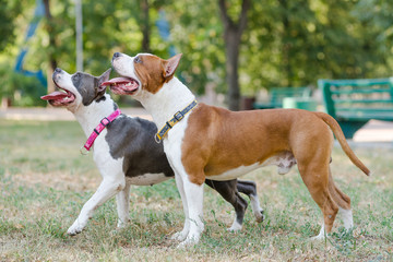 Staffordshire terrier walks in the park.