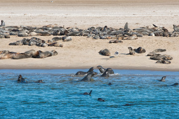Fototapeta premium kolonia lwów morskich w Namibii