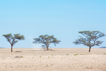 Fototapeta na wymiar acacias in the Namib desert