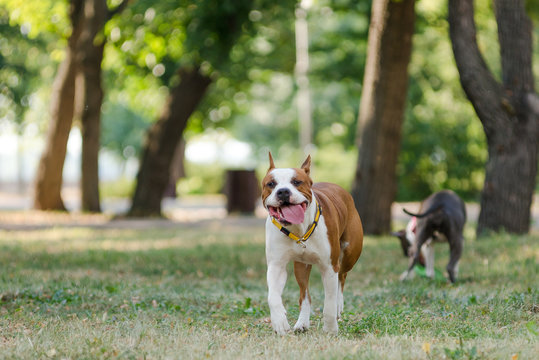 Staffordshire terrier walks in the park.