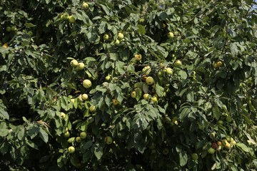 Apple tree with fruits.
