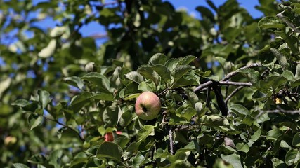 Apple tree with fruits.
