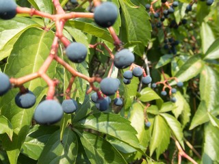 blue autumn berry on a tree