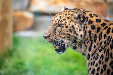 Amur Leopard