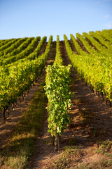 Grappe de raisin > Vigne > vin
