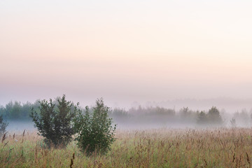 Fototapeta na wymiar picturesque view of green trees growing in meadow at foggy sunset 