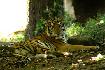 Tiger Laying in the Shade