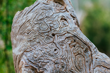A masterpiece of nature.  Closeup of a beautiful piece of trunk with natural texture.