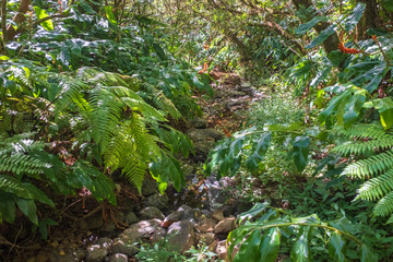 Fototapeta premium sous bois