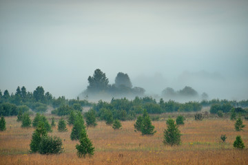 picturesque view of valley with trees at foggy sunrise
