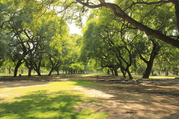 Surco de arboles