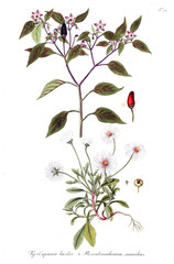 Illustration of plant