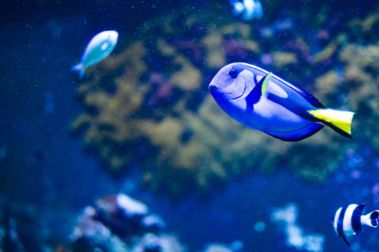 Lone Blue Tang