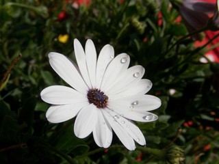 detail of a flower in blossom