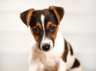 2 months old Jack Russell terrier puppy looking into camera. Studio shot on light background, detail to head.