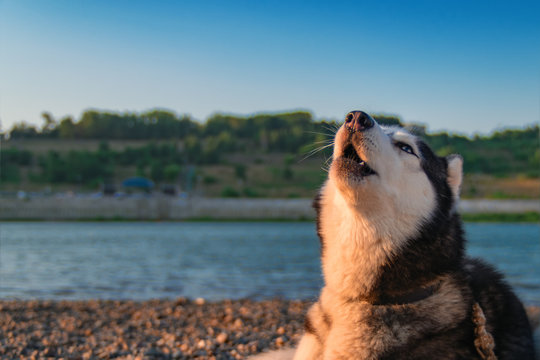 Husky dog howls with his muzzle up. Copy space. Evening summer landscape river coast with blue sky and green forest.