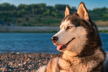 Portrait of Siberian husky dog in the evening light. Blue-eyed husky dog of black and white color looks to the side.