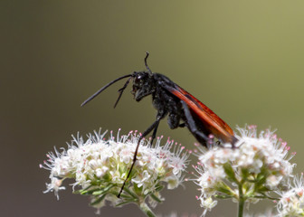 Tarantula Hawk