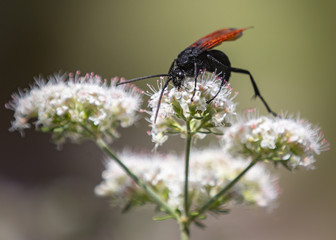 Tarantula Hawk
