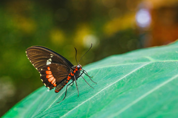  black butterfly, Papilio rumanzovia sitting on green branch