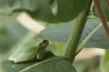 Cope’s Gray Treefrog (Hyla chrysoscelis) sitting on Milkweed leaf in Guthrie Center, Iowa