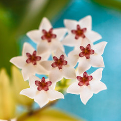 close up of small white tropical flowers