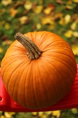 Autumn pumpkin. large pumpkin on a swing in the garden.Thanksgiving day. Halloween. Harvest of Pumpkins.Autumn season.