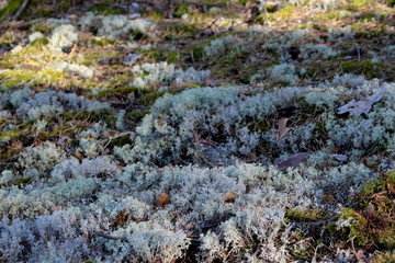 Mire in lahemaa national park, estonia