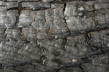 burnt wood texture