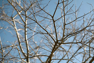 Leafless tree branches