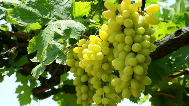 Bunch Of Grapes In Vineyard