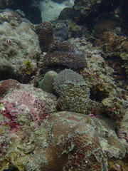 擬態のイカ探し＝同じコブシメA