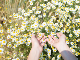 Female hands holding camomiles in field on sunny summer day