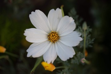 Obraz premium Flower